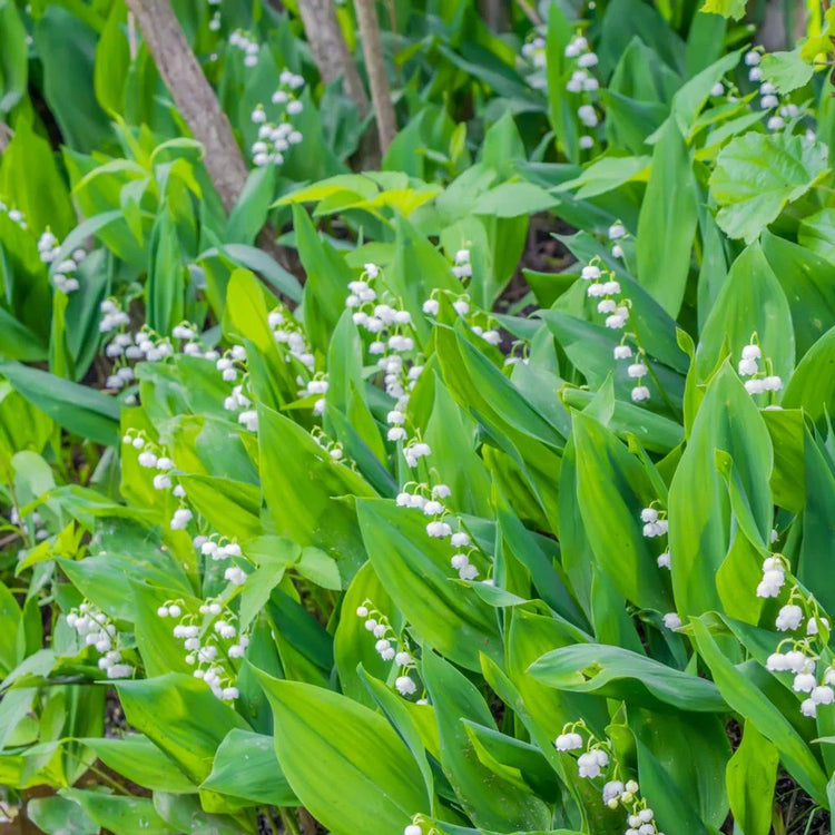 Lily of the Valley (Convallaria)