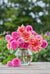 Spring-Planted Summer-Blooming Bulbs