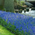 Muscari