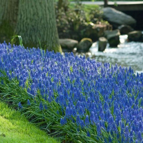 Muscari