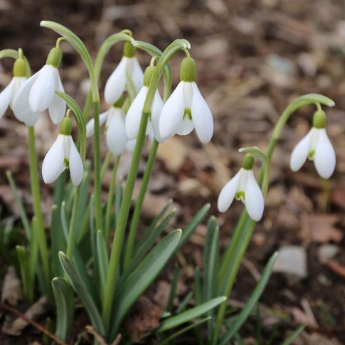 Fall Planted Specialty Bulbs