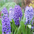 Hyacinths
