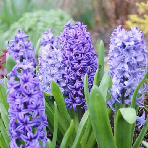 Hyacinths