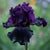 Bearded Iris (Germanica)