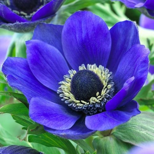 Anemones for Spring Planting