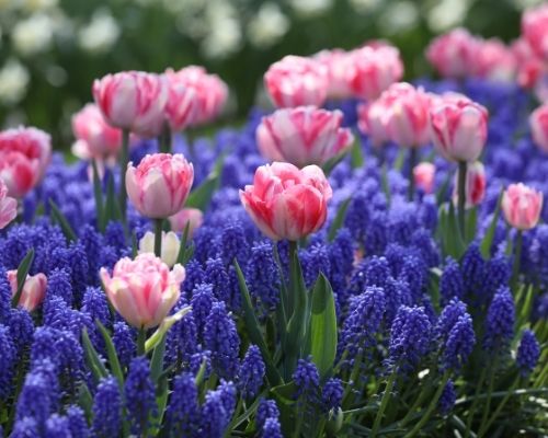 How to Plan a Spring Bulb Garden