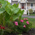 Spring-Planted Summer-Blooming Bulbs
