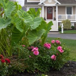 Spring-Planted Summer-Blooming Bulbs