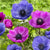 Anemones