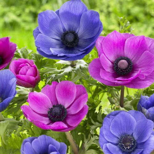 Anemones