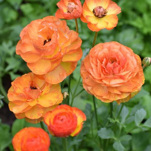 How to Dig and Store Ranunculus Corms
