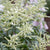 Cream and White - Shop Perennial Plants