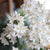White and Cream Flowering Indoor Bulbs