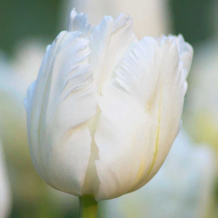 Cream and White Flowering Fall Planted Bulbs