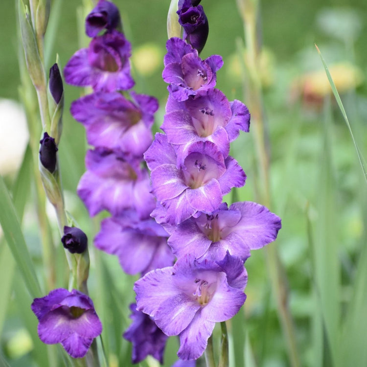 Spring Planted Bulbs with Purple Flowers