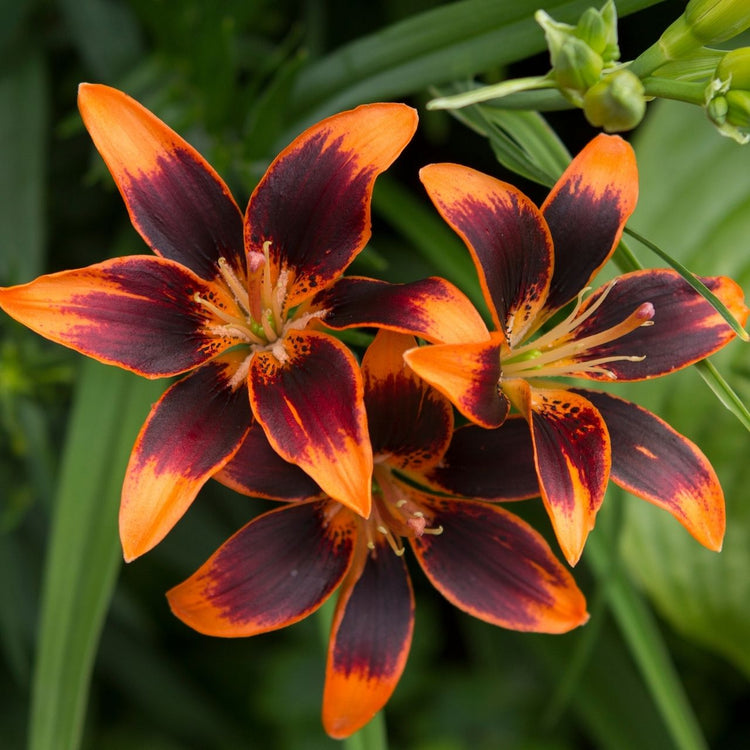 Spring Planted Bulbs with Orange and Peach Blooms