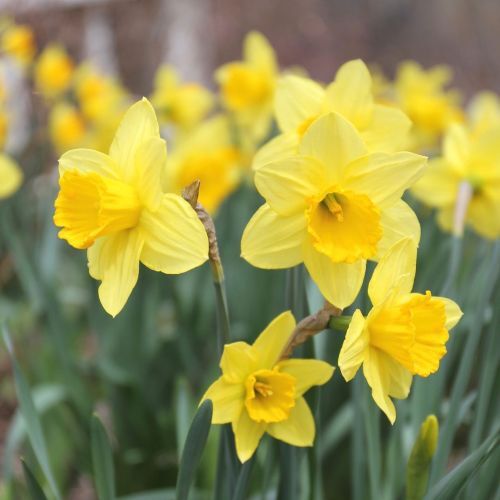 Daffodils (Narcissus)