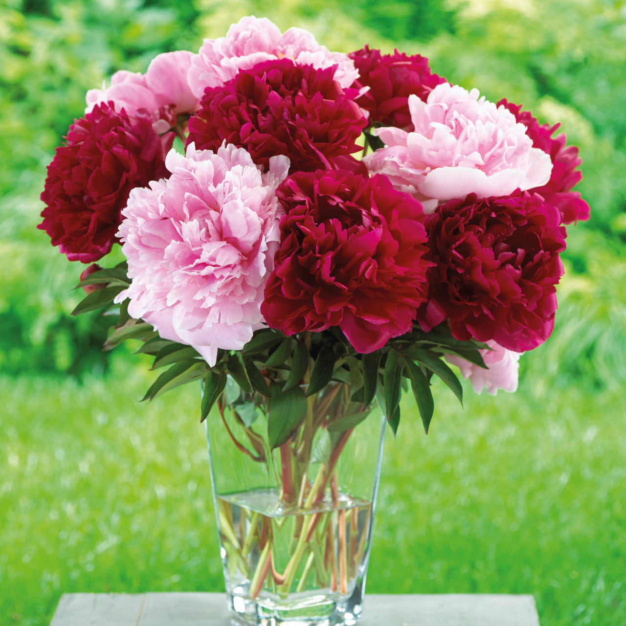 Peony Lactiflora Sarah Bernhardt & Karl Rosenfeld - 2 bare roots