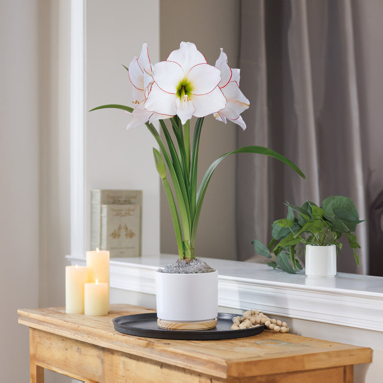 Amaryllis  Picotee, Matte White with Wood Pot 1 Kit