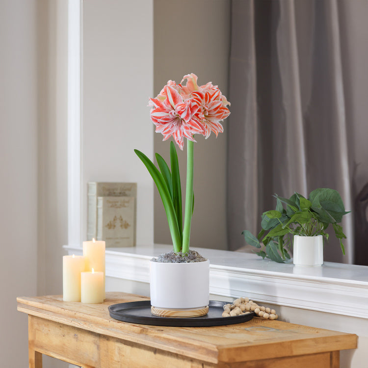 Amaryllis  Dancing Queen, Matte White with Wood Pot 1 Kit