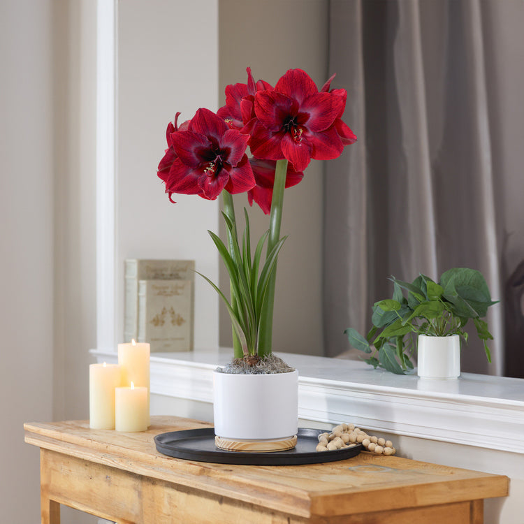 Amaryllis with Matte White and Wood Pot Growing Kit