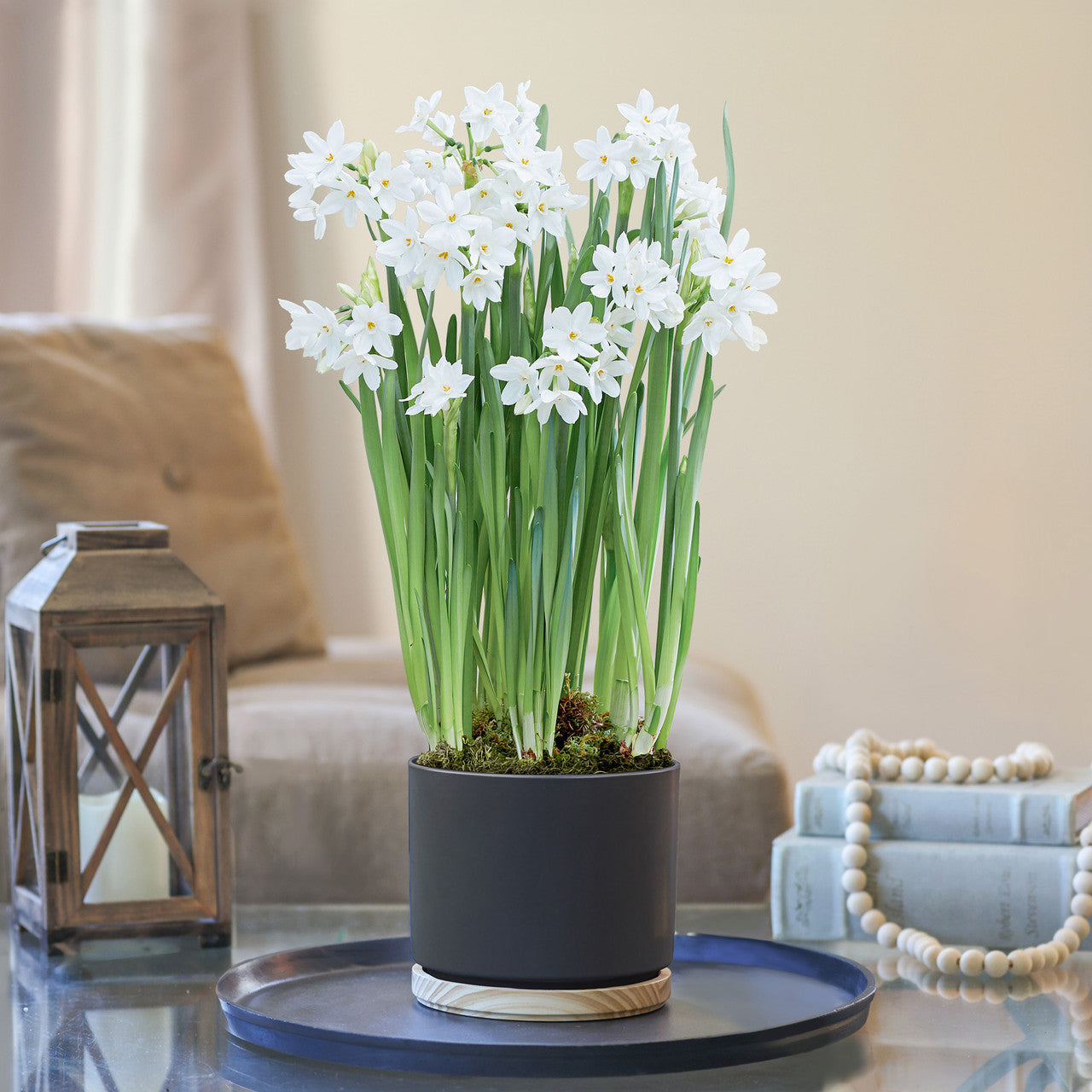 Narcissus Ziva Paperwhite Ceramic and Wood Pot Growing Kit