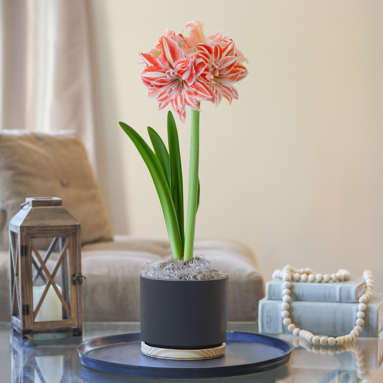 Amaryllis with Matte Black and Wood Pot Growing Kit - Longfield