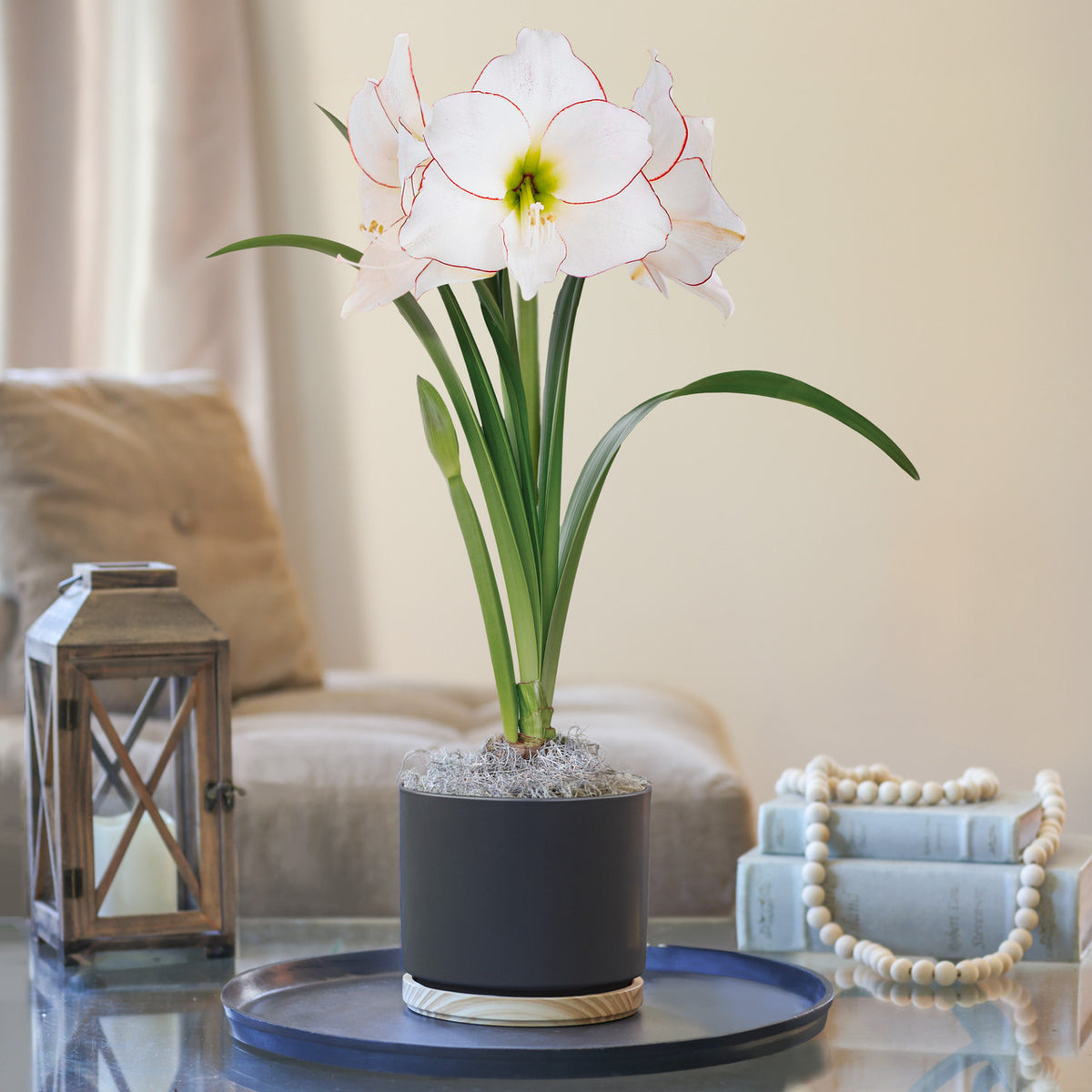 amaryllis potting mix Amaryllis with Matte Black and Wood Pot Growing Kit