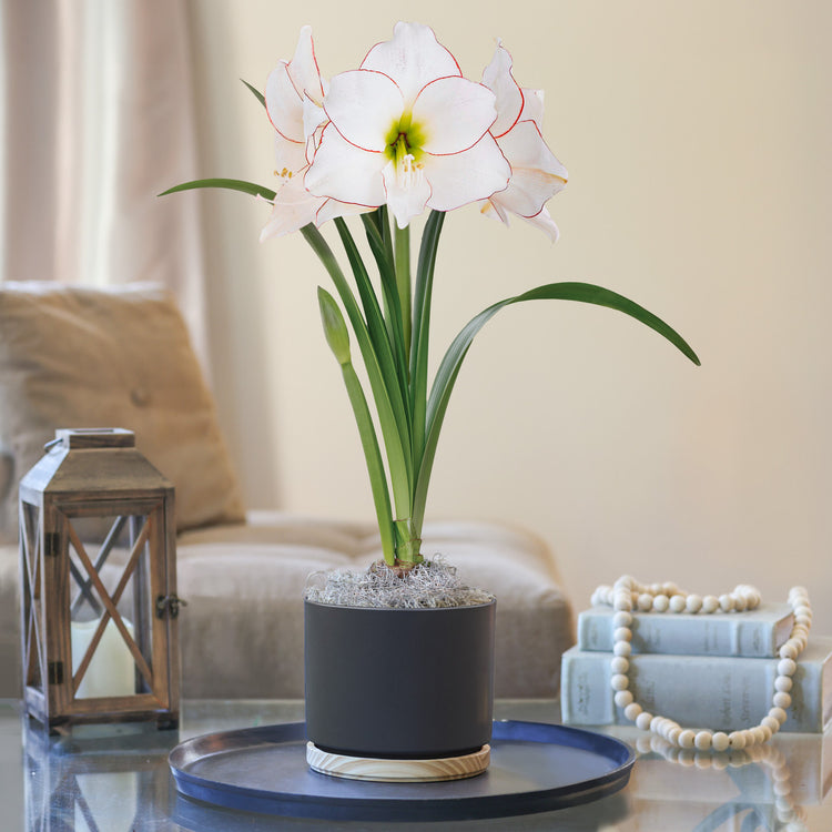 Amaryllis with Matte Black and Wood Pot Growing Kit