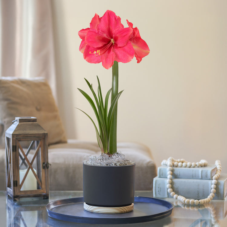 Amaryllis  Pink Surprise, Matte Black with Wood Pot 1 Kit