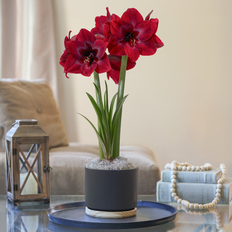 Amaryllis  Red Pearl, Matte Black with Wood Pot 1 Kit