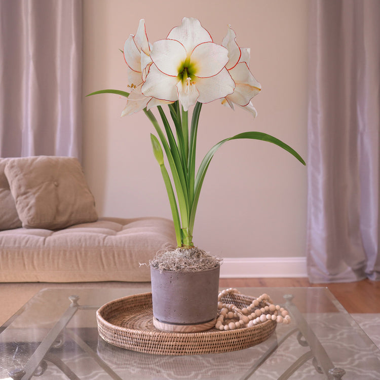 Amaryllis  Picotee, Matte Gray with Wood Pot 1 Kit