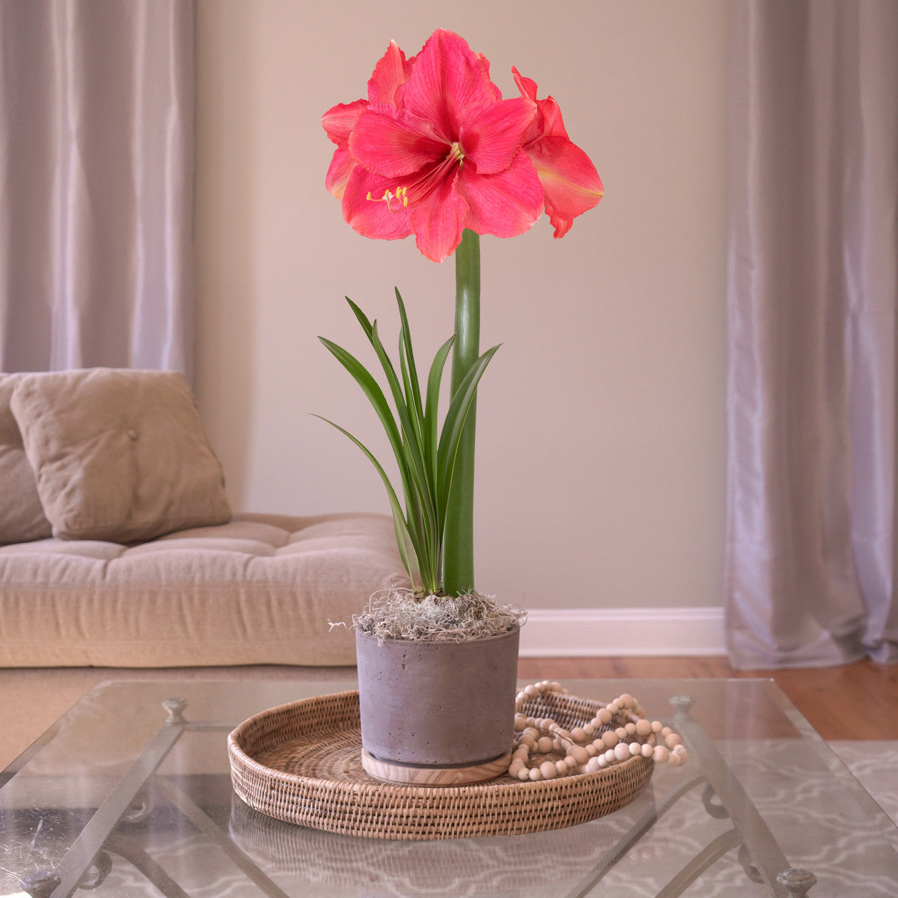 Amaryllis with Matte Gray and Wood Pot Growing Kit - Longfield Gardens