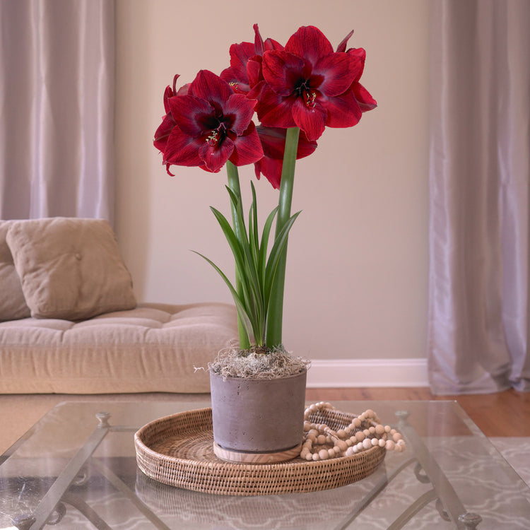 Amaryllis  Red Pearl, Matte Gray with Wood Pot 1 Kit