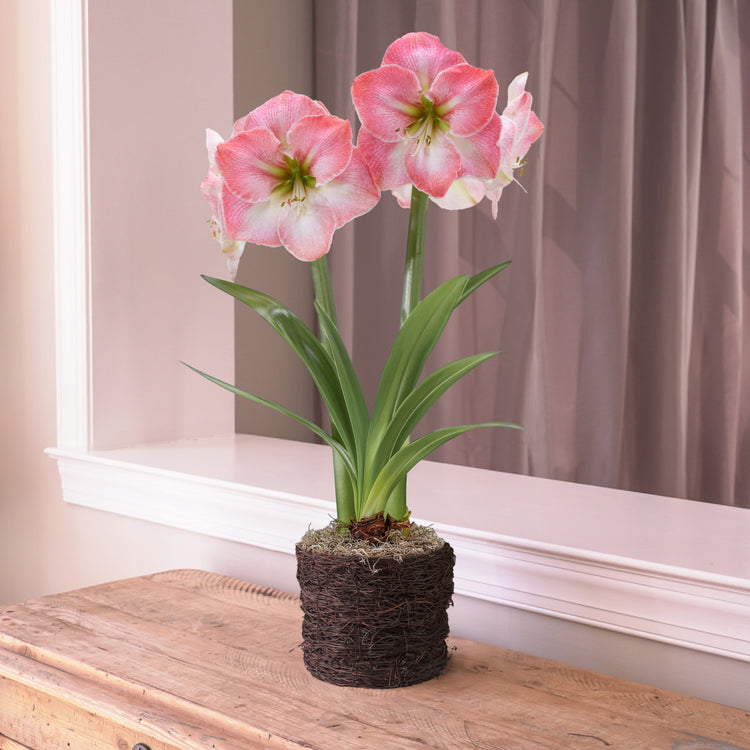 Amaryllis with Twig Style Pot Growing Kit