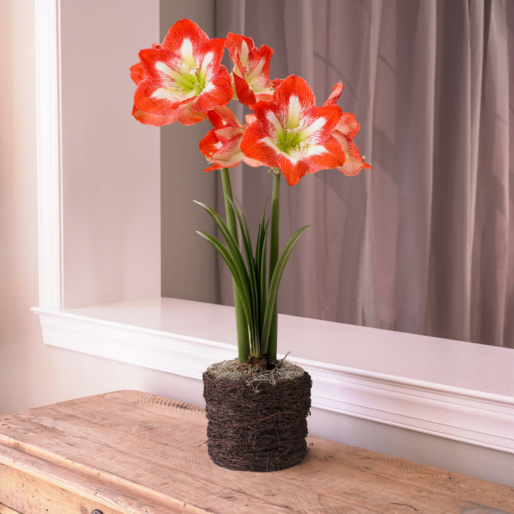 Amaryllis  Minerva, Twig Style Pot 1 Kit