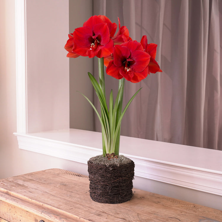 Amaryllis  Red Lion, Twig Style Pot 1 Kit