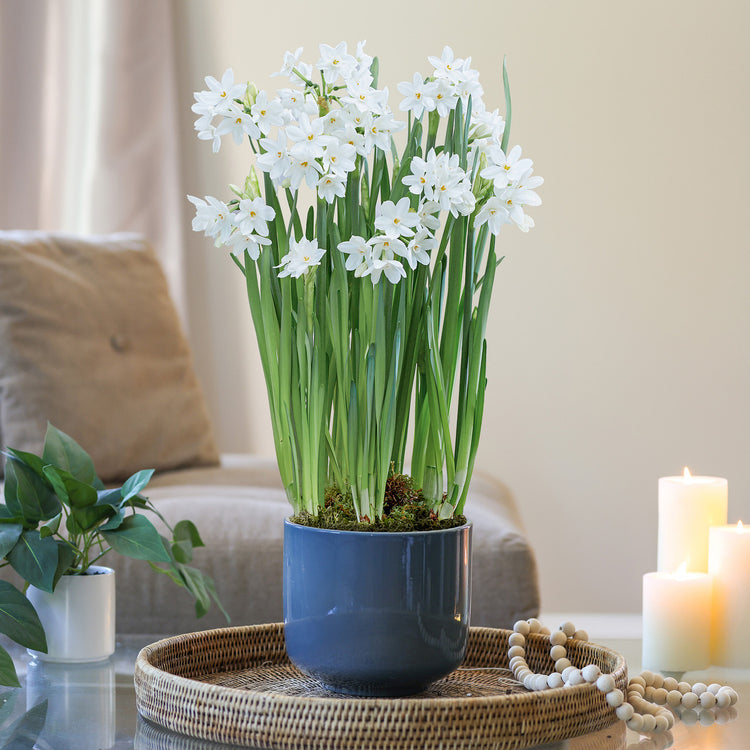 planting narcissus in pots Daffodil Ziva Paperwhites with Ceramic Pot Growing Kit