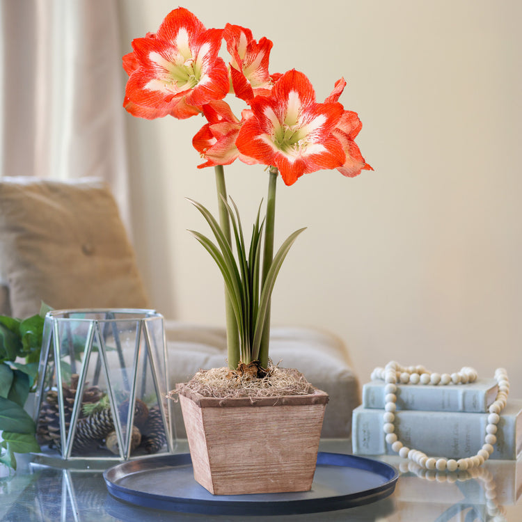 Amaryllis Miinerva with Weathered Wood Pot Growing Kit