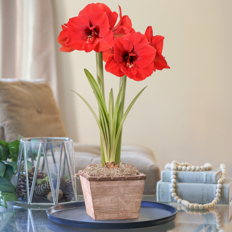 planting amaryllis in a pot Amaryllis with Weathered Wood Pot Growing Kit