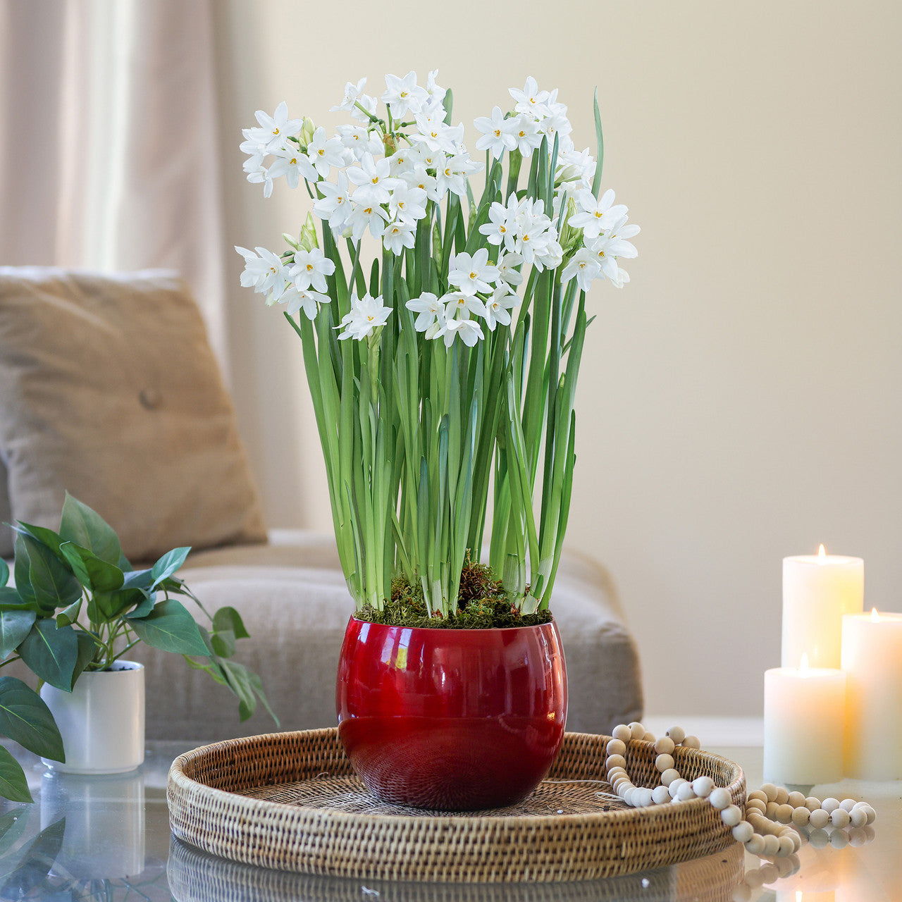 Narcissus Ziva Paperwhite Globe Pot 1 Growing Kit - Longfield Gardens