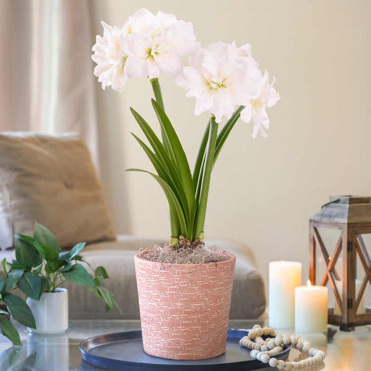 Amaryllis with Hatch Mark Terracotta Pot Growing Kit