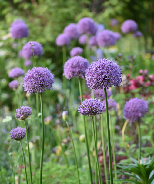Alliums