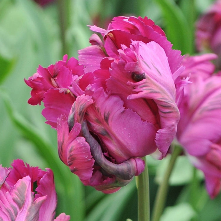Tulip Parrot Negrita