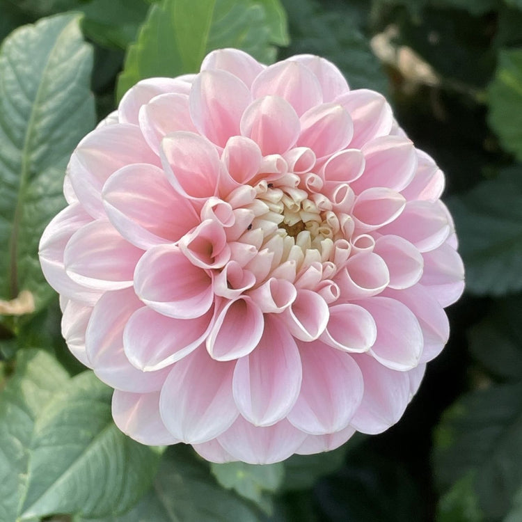 A single blossom of decorative dahlia Sweet Nathalie,  showing the flower's soft pink color and perfect form.