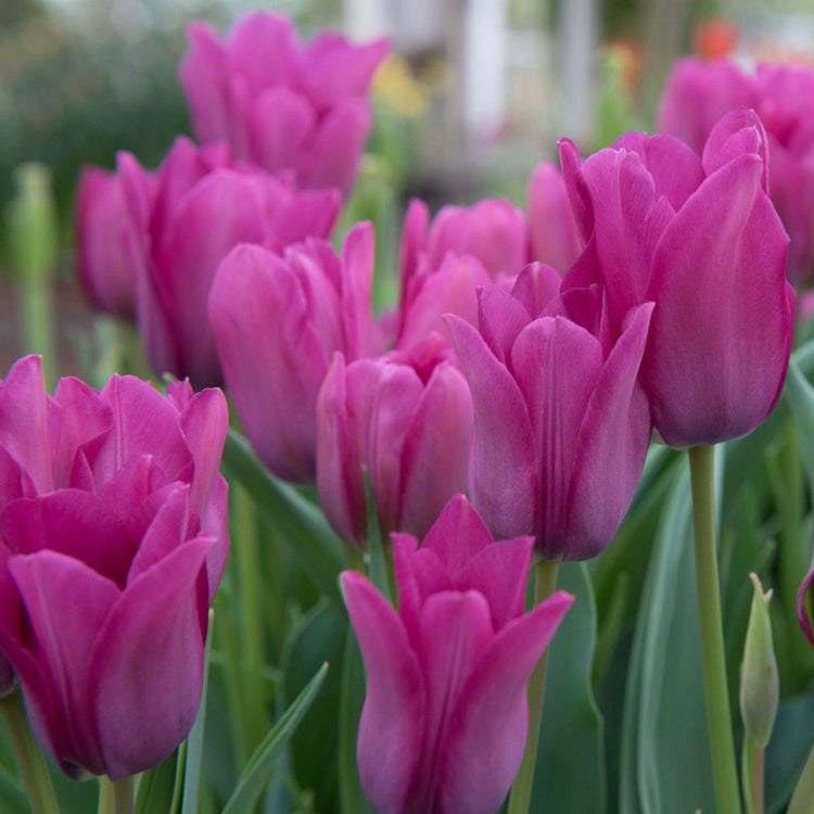 A dozen flowers of the violet-pink, single late tulip Night Club, growing in a spring garden.