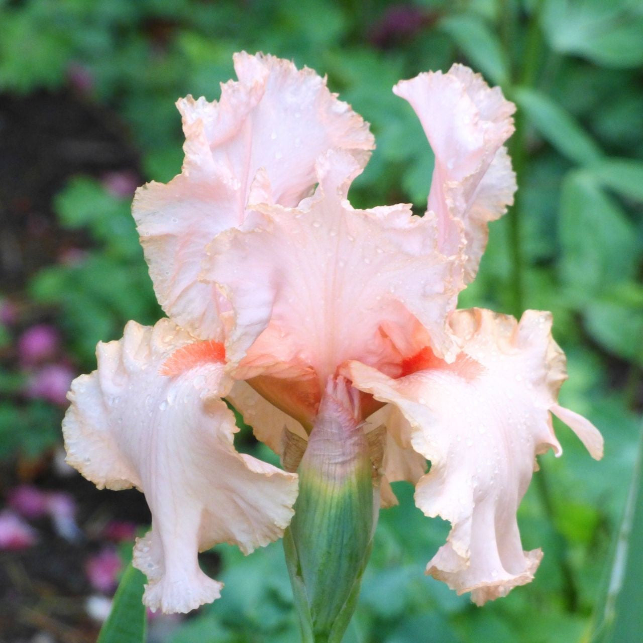 Bearded Iris Peggy Sue - 2 rhizomes - Longfield Gardens