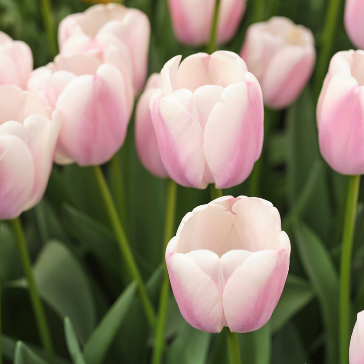 Tulip Darwin Hybrid Royal Pride