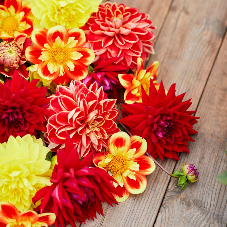 Dahlia Assorted Red Fox Collection