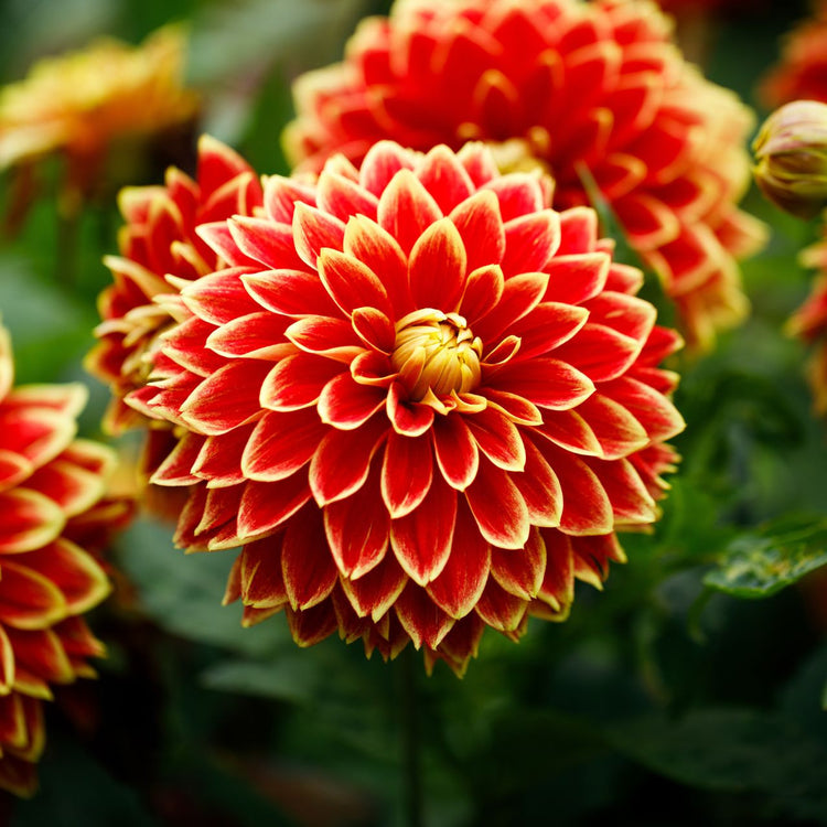Dahlia Decorative Maxime